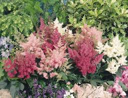 Astilbe