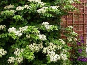 Climbing Hydrangea