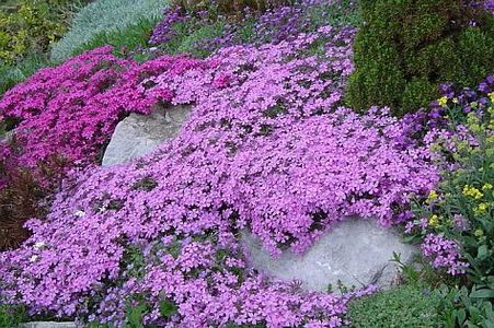 Creeping Phlox