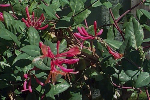 Gold Flame Honeysuckle