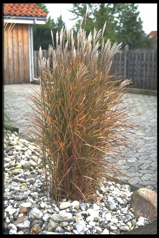 Japanese Silver Grass
