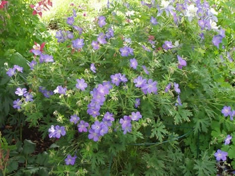 Johnsons Blue Geranium