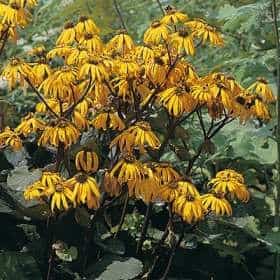 Ligularia Dantata Othello