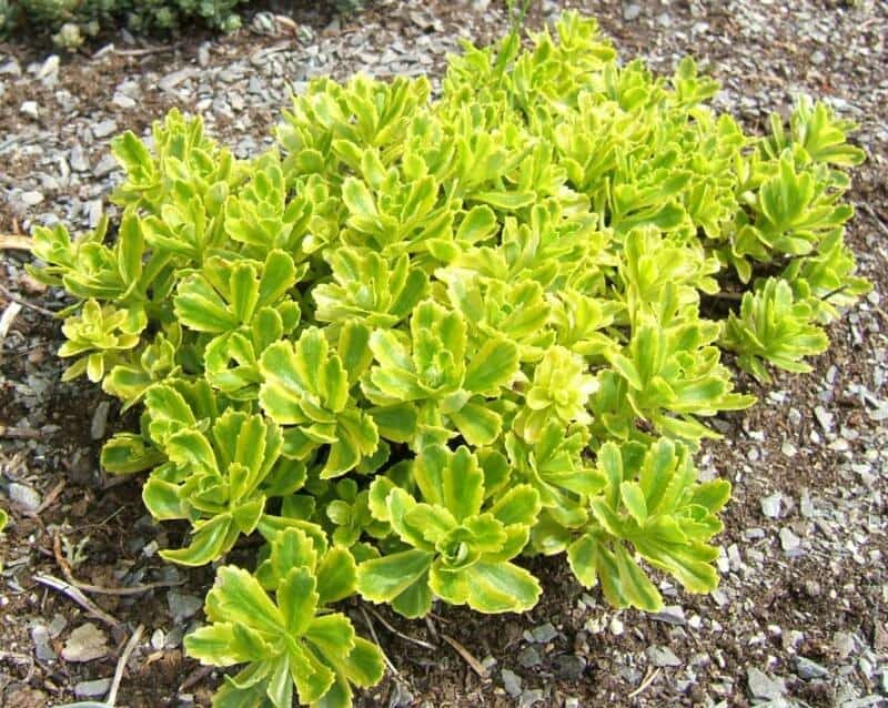 Variegated Sedum