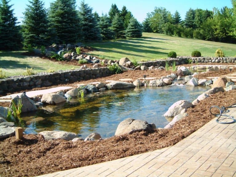 Pool to pond Renovation After