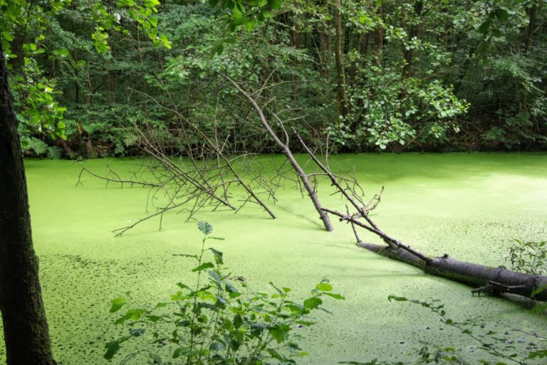 A Pond Full of Duckweed
