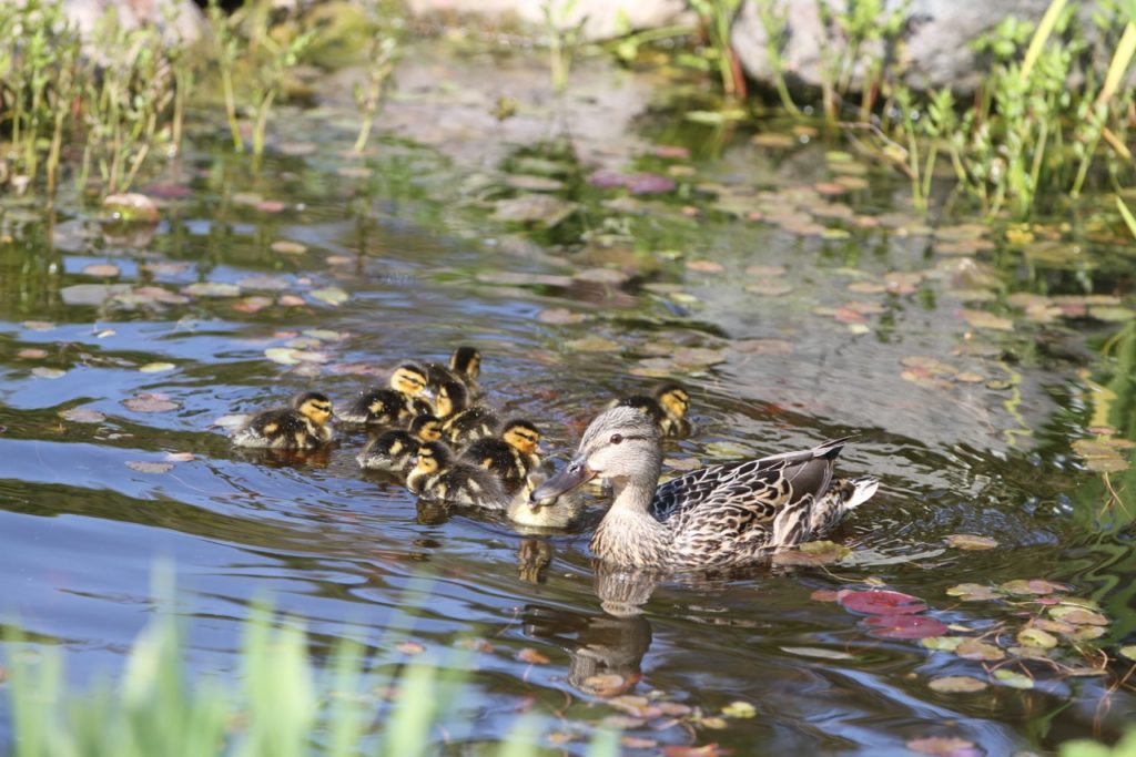 Mom and Ducklings in the pond 1
