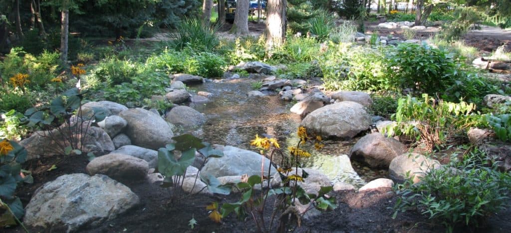 Perennials along a wetland