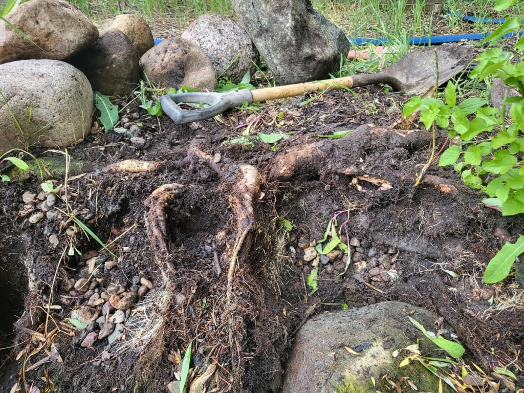 Willow Root Warning 2