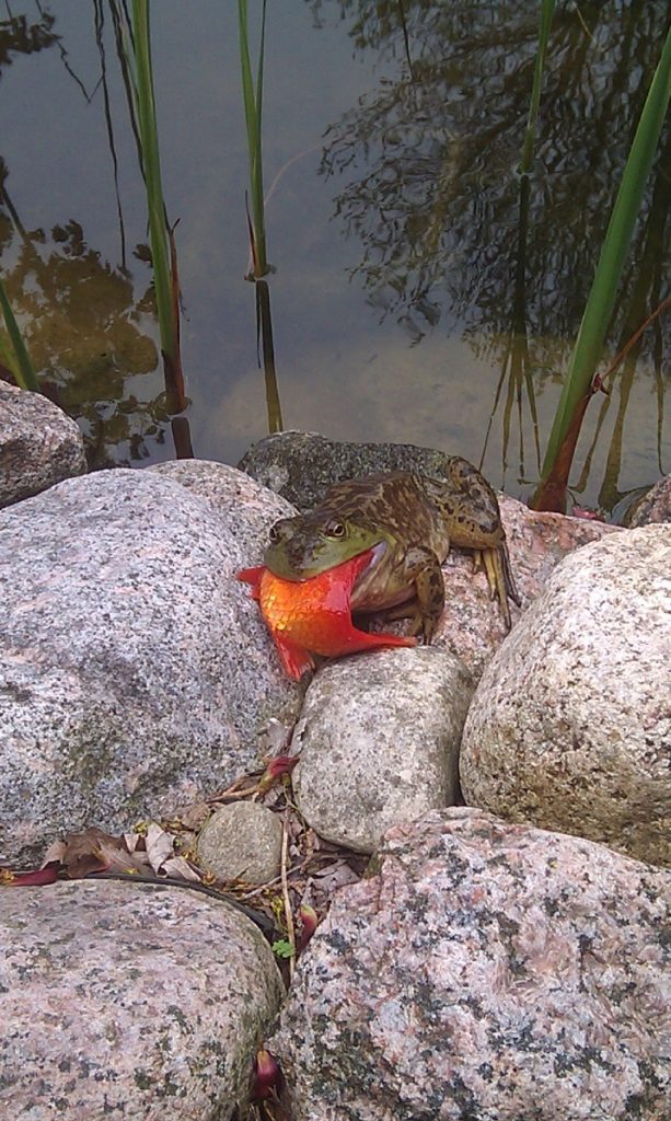 big frog eating a fish 1