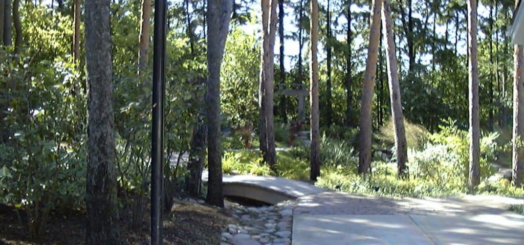 bridge in the pines