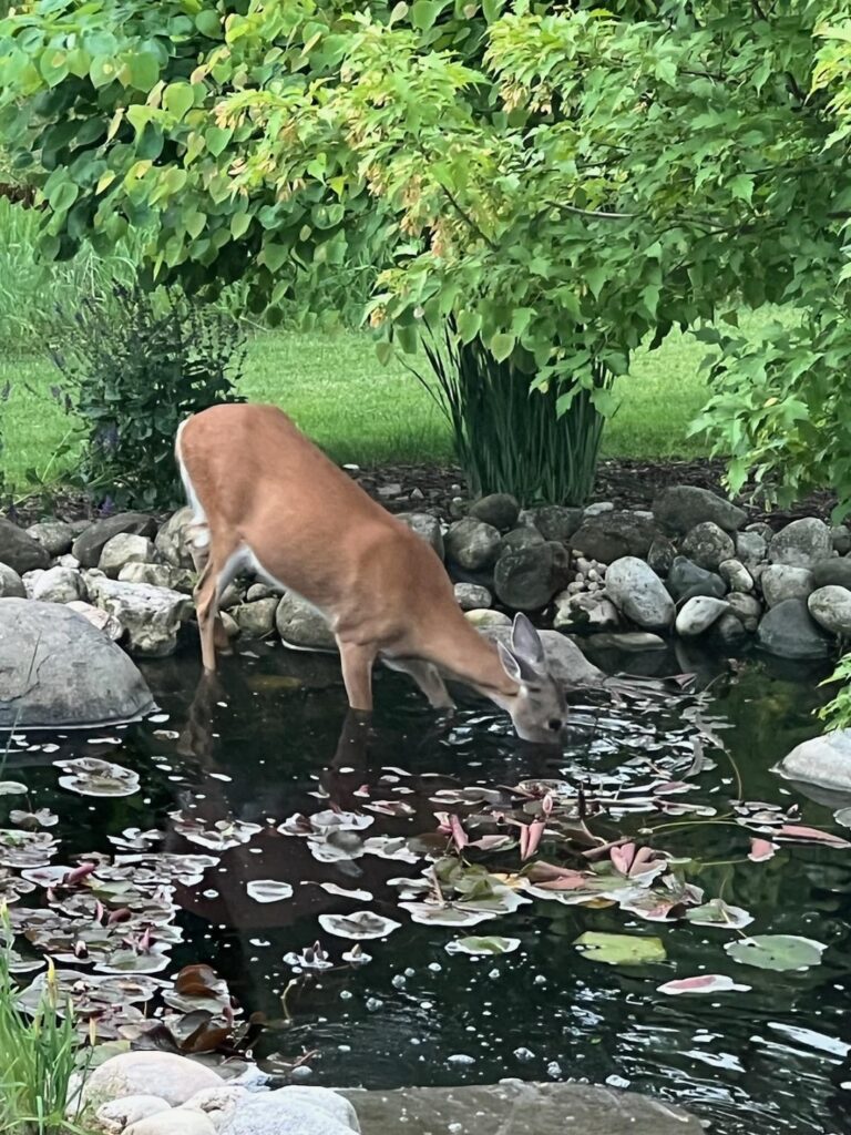 deer in pond