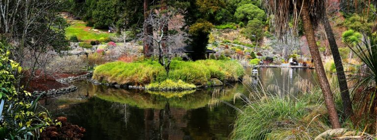 favorite pond plants