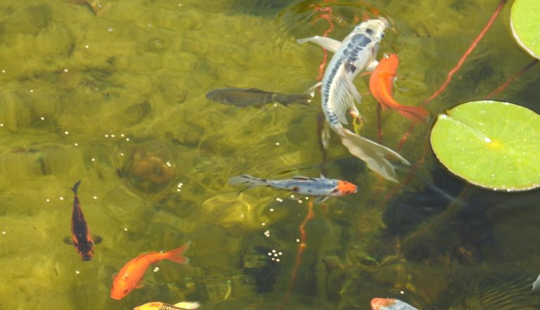 fish in healthy water