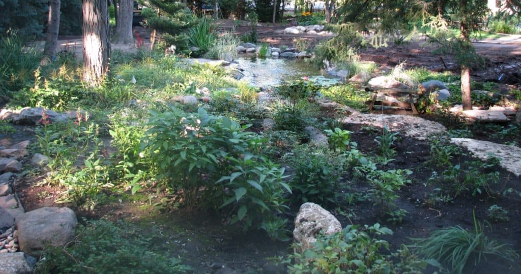 perennials and a pond