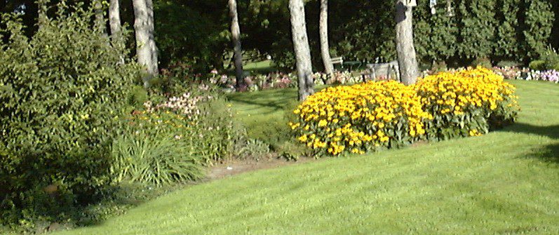 pretty flowers at lawn edge
